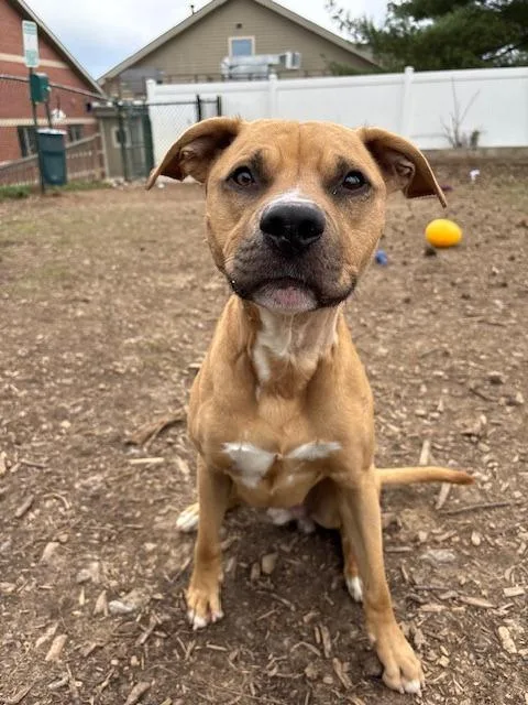 An adult large-sized male Pit Bull Terrier dog named Ace for adoption in Bloomington, IN