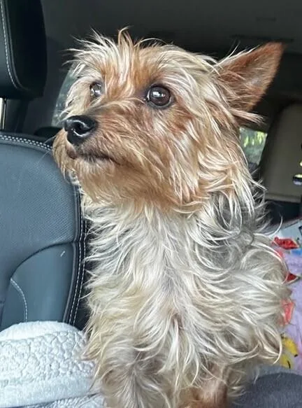 An adult small-sized female Yorkshire Terrier dog named Leanna for adoption in Washington, DC