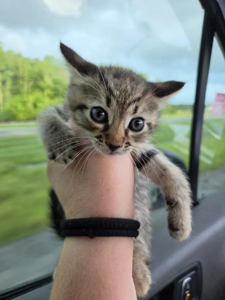 A baby medium-sized male Domestic Short Hair cat named Rembrandt for adoption in Tampa, FL