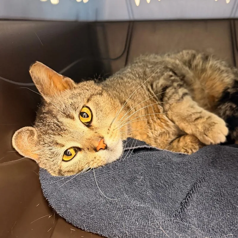 An adult medium-sized male Brown / Chocolate Domestic Short Hair cat named Bobby for adoption in Indianapolis, IN
