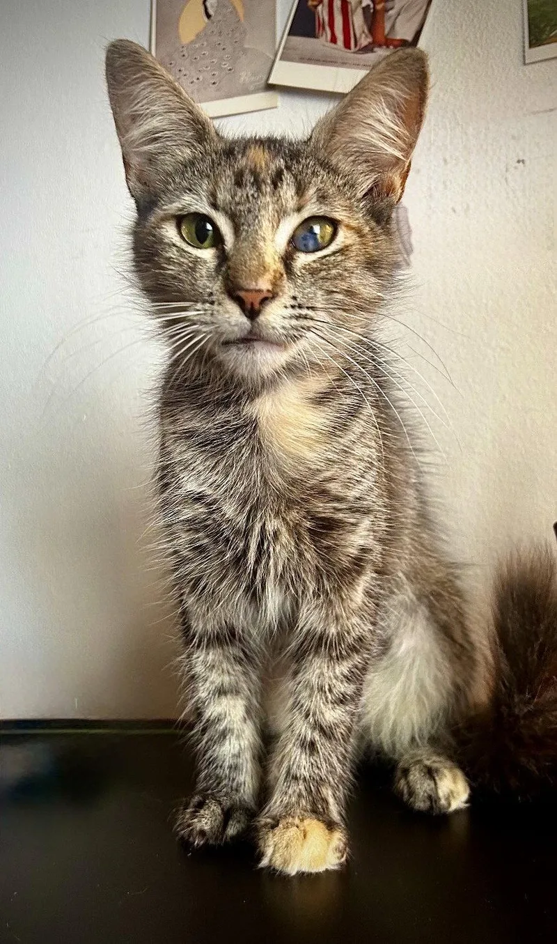 A baby medium-sized female Domestic Medium Hair cat named Esmeralda for adoption in Brooklyn, NY