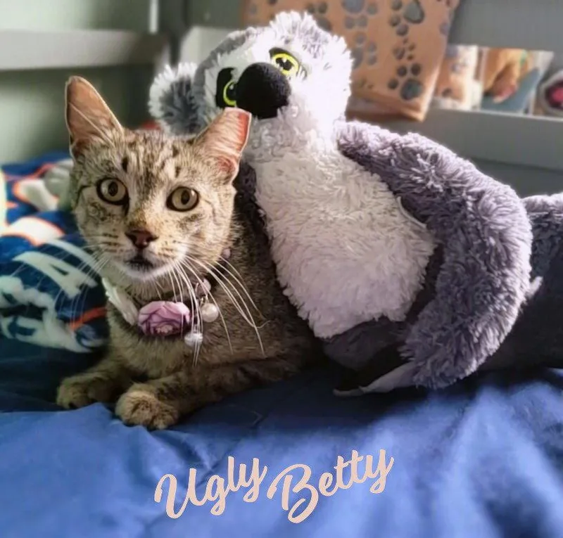 A young medium-sized female Tabby cat named Ugly Betty whatamisnomer for adoption in Houston, TX