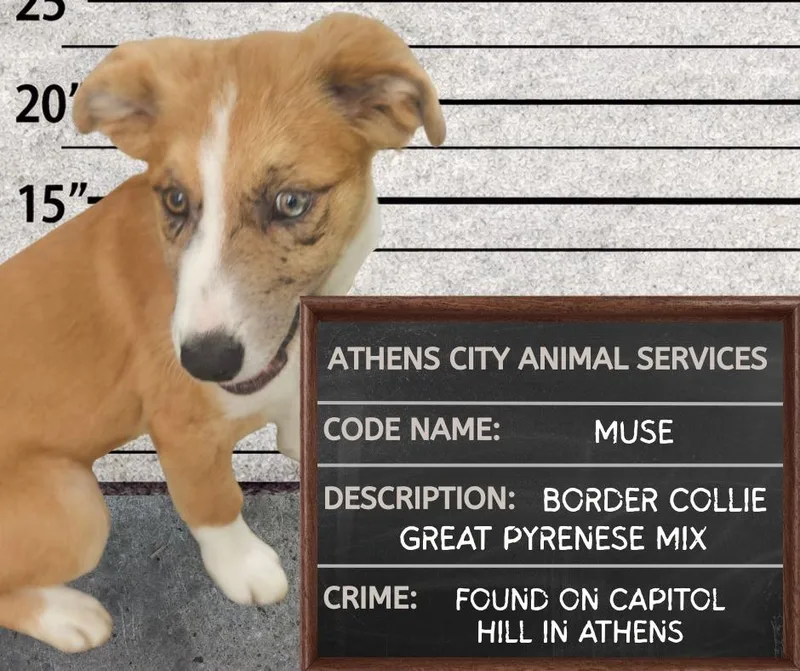 A baby medium-sized male Great Pyrenees dog named Muse for adoption in Athens, AL