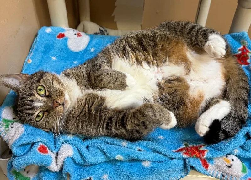 Froot Loops thumbnail 2