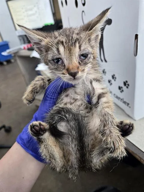 A baby medium-sized female Domestic Short Hair cat named Periwinkle for adoption in Dallas, TX