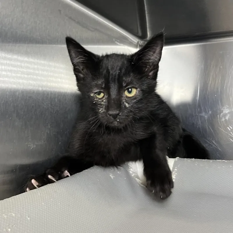A baby small-sized male Black Domestic Medium Hair cat named Wuzzy for adoption in Palm Springs, CA