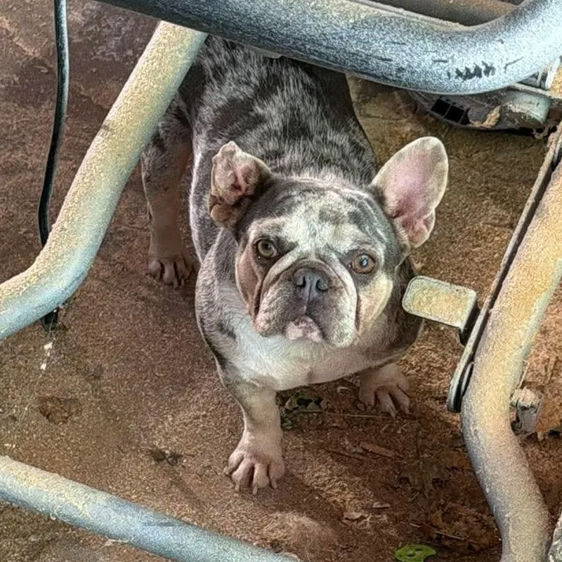 An adult medium-sized female Merle (Blue) French Bulldog dog named Betty White for adoption in Hilton, NY