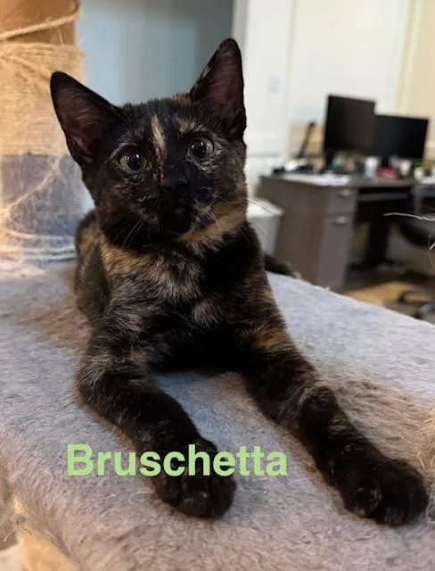 A baby medium-sized female Domestic Short Hair cat named Bruschetta for adoption in Zimmerman, MN