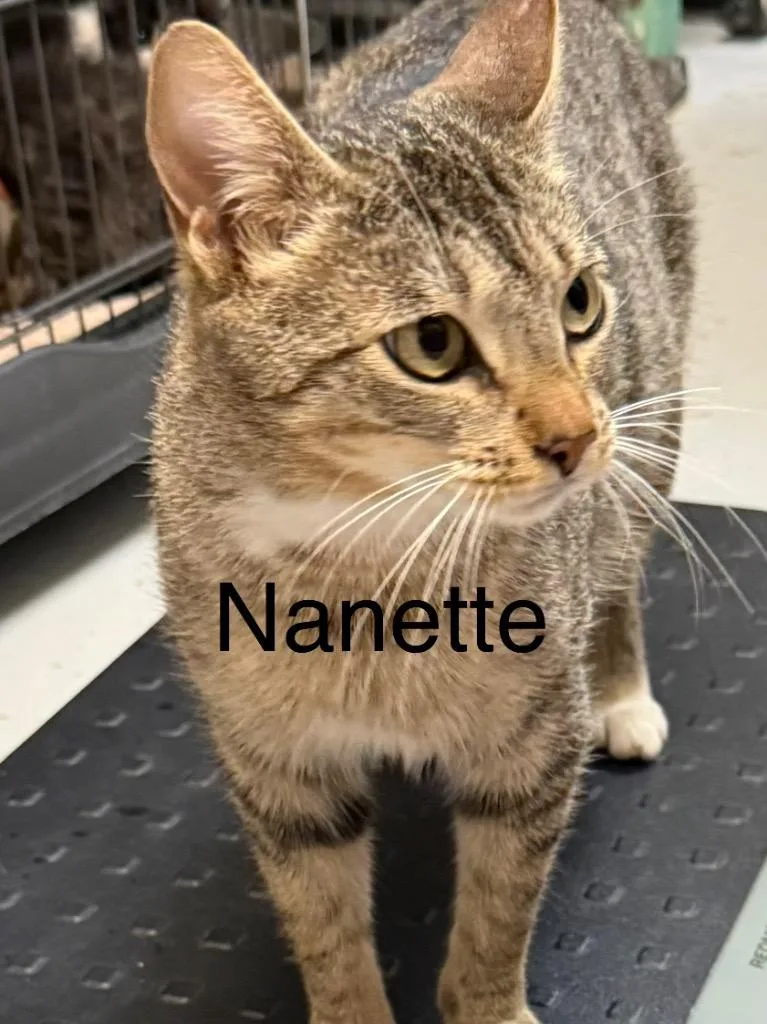 A young small-sized female Domestic Short Hair cat named Nanette for adoption in Saint Francisville, LA