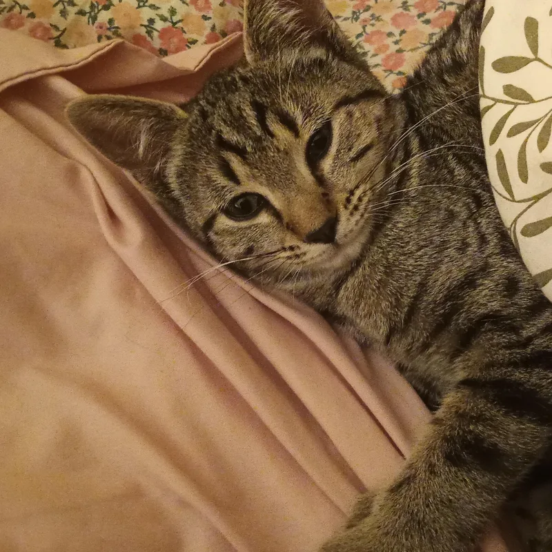 A young medium-sized male Tabby (Gray / Blue / Silver) Tabby cat named Moosetracks for adoption in Muncie, IN