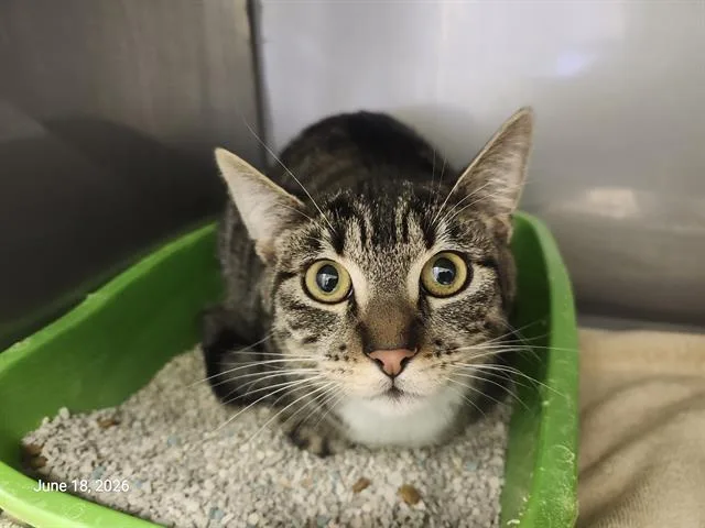 A young small-sized female Domestic Short Hair cat named Pepper for adoption in Santa Cruz, CA