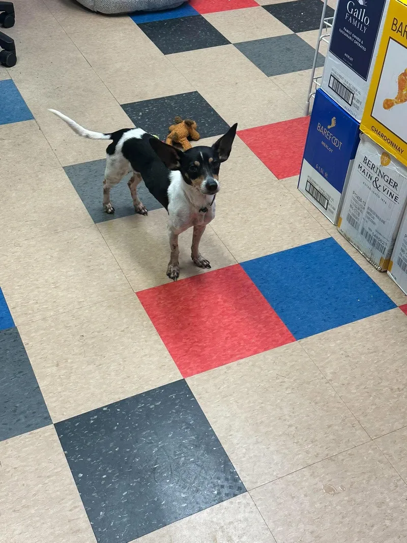 A senior small-sized female Rat Terrier dog named Dory for adoption in Valparaiso, IN