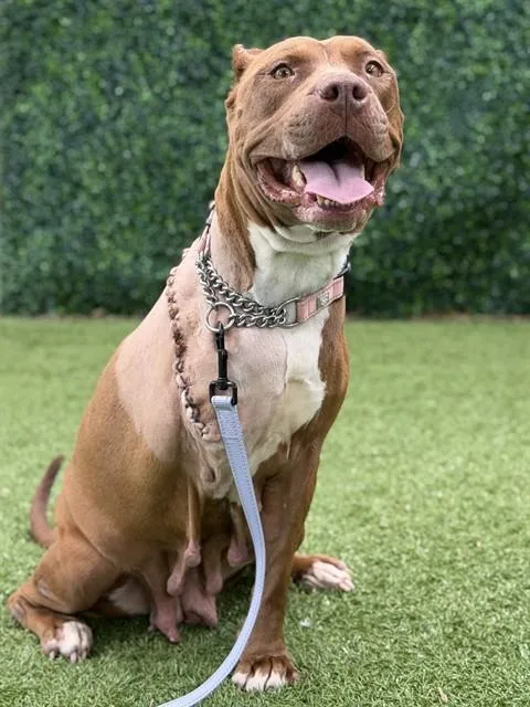 An adult large-sized female Terrier dog named Gypsy for adoption in Naples, FL