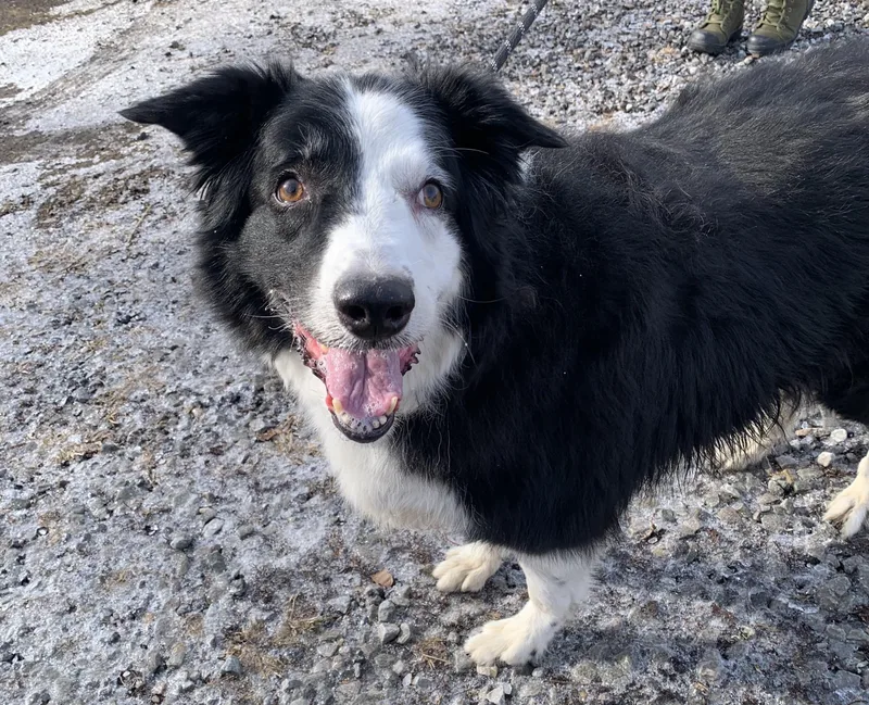 Ladysponsored By Gray Paws thumbnail 4