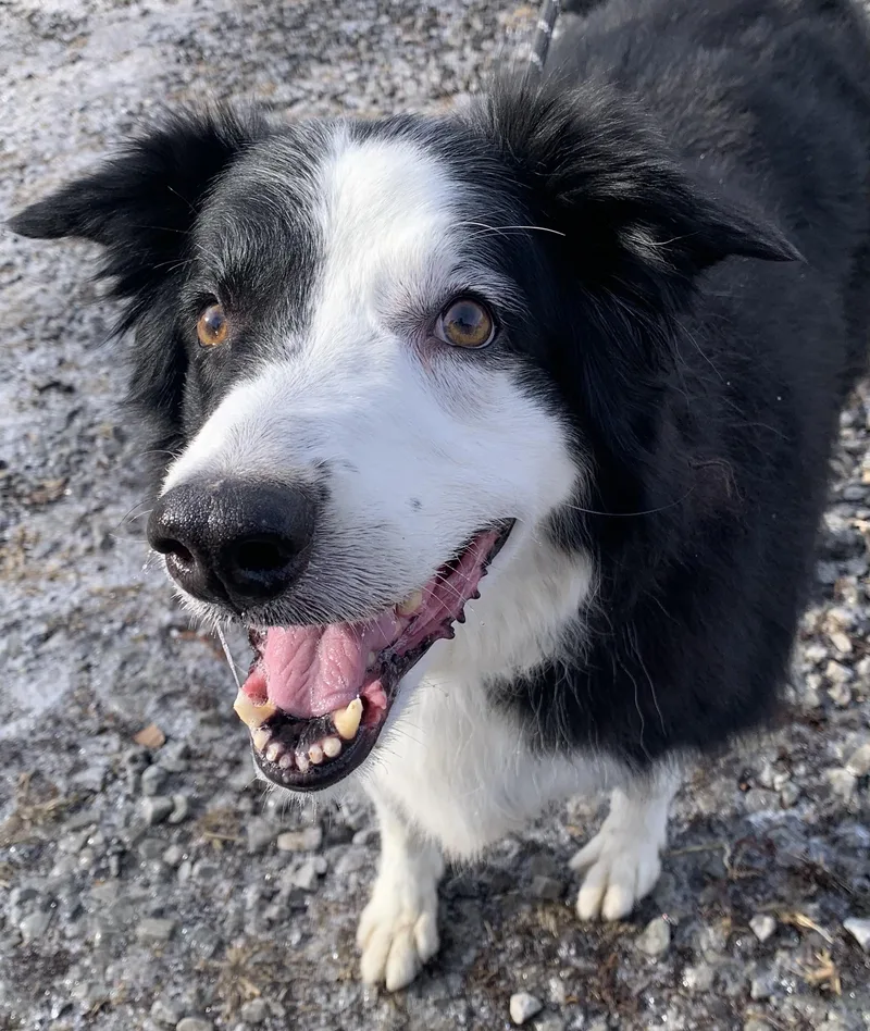 Ladysponsored By Gray Paws