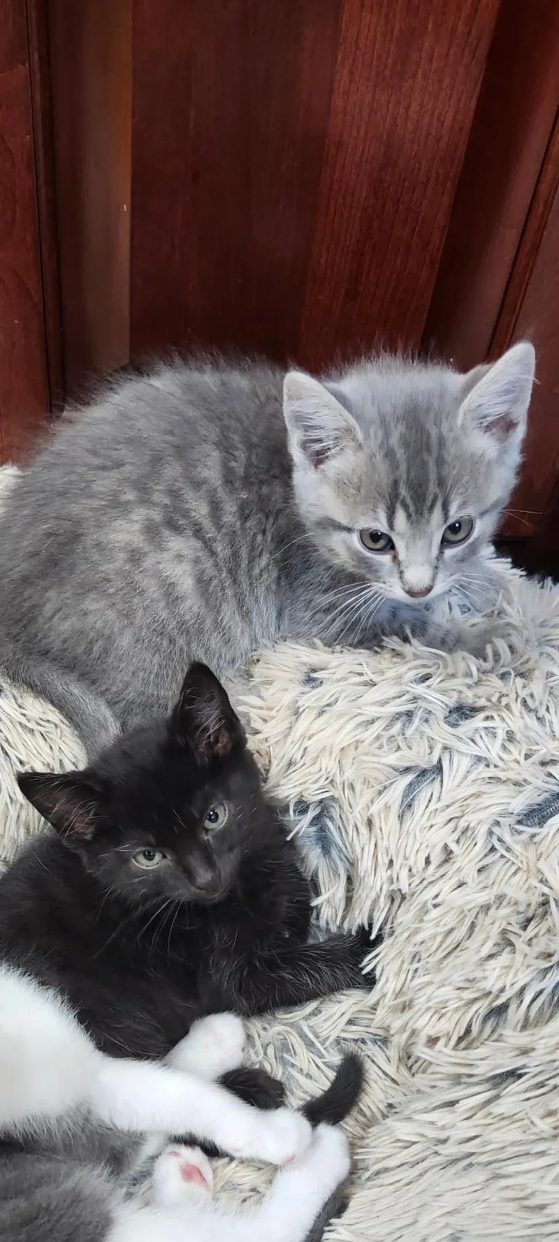 A baby small-sized male Gray & White Domestic Short Hair cat named Ashes for adoption in Lewis Center, OH
