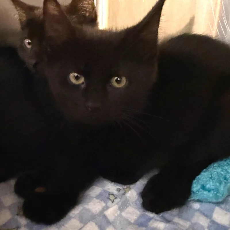 A baby small-sized female Black Domestic Medium Hair cat named Spooky for adoption in Belleville, IL