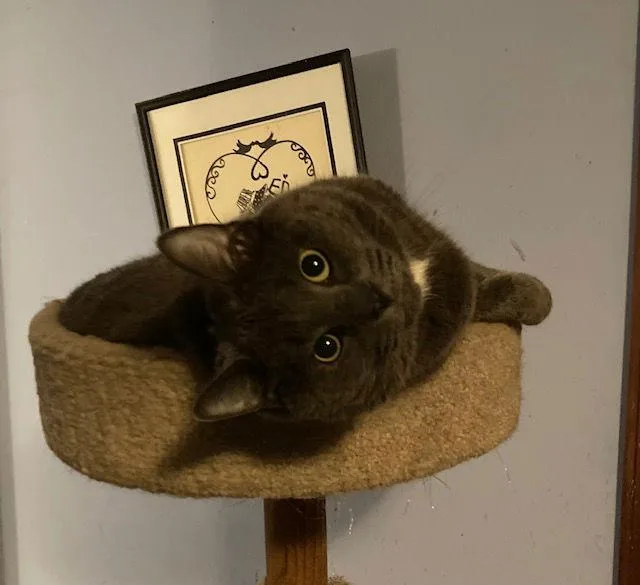 Mansfield thumbnail 2