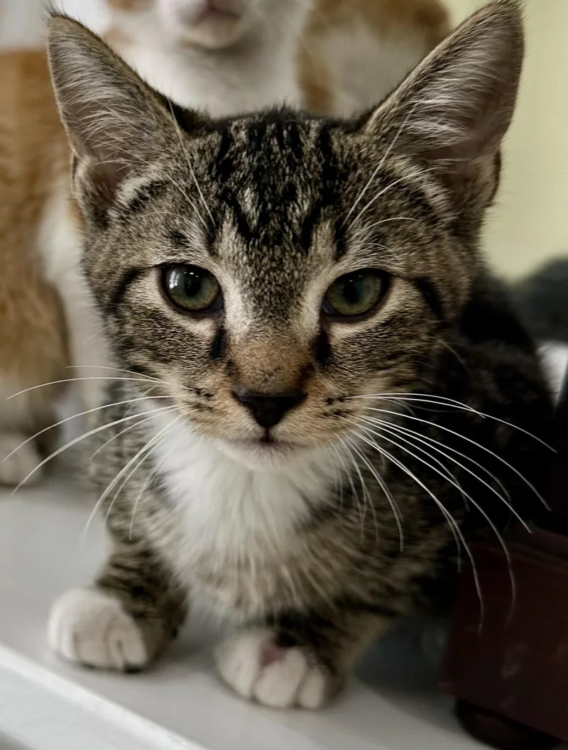 A baby medium-sized male Tabby (Brown / Chocolate) Domestic Short Hair cat named Bob the Bobtail for adoption in Lawrenceville, GA