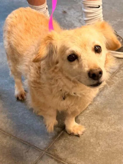 An adult medium-sized female Terrier dog named Baby Girl for adoption in Bowling Green, KY