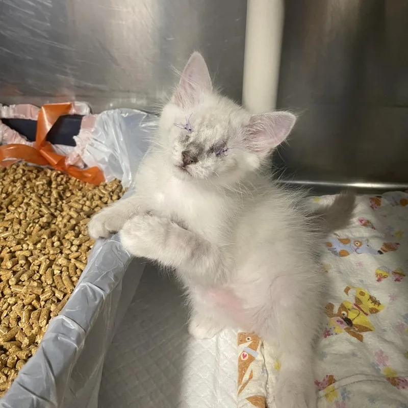 A baby small-sized female Lilac Point Siamese cat named Azura  SPECIAL NEEDS for adoption in Union, MO