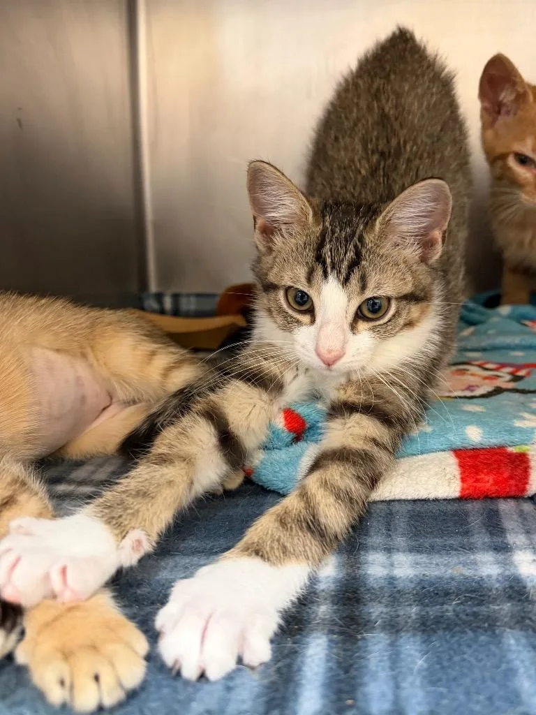 A baby medium-sized male Domestic Short Hair cat named Pup for adoption in Cincinnati, OH