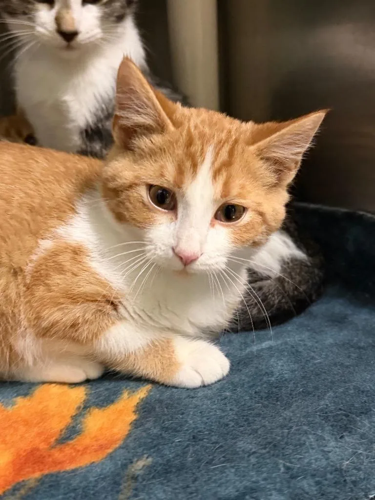 A baby medium-sized male Orange & White Domestic Short Hair cat named Rusty for adoption in Amery, WI