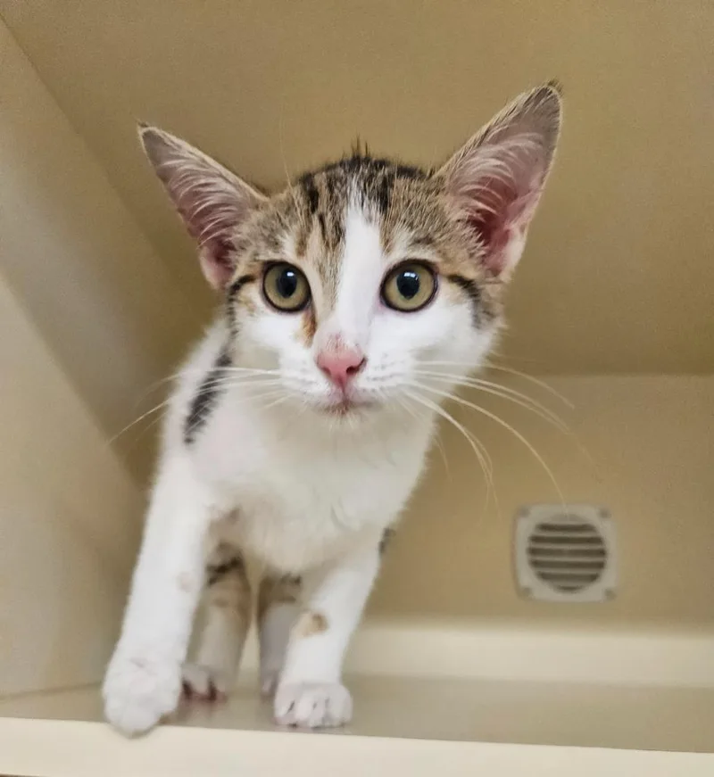 A baby small-sized female Domestic Short Hair cat named Geraldine for adoption in Bloomington, IN