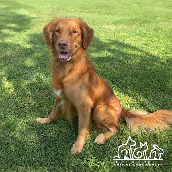 An adult large-sized male Golden Retriever dog named Rusty for adoption in Irvine, CA
