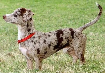 A baby small-sized male Dachshund dog named Oreo for adoption in Austin, TX