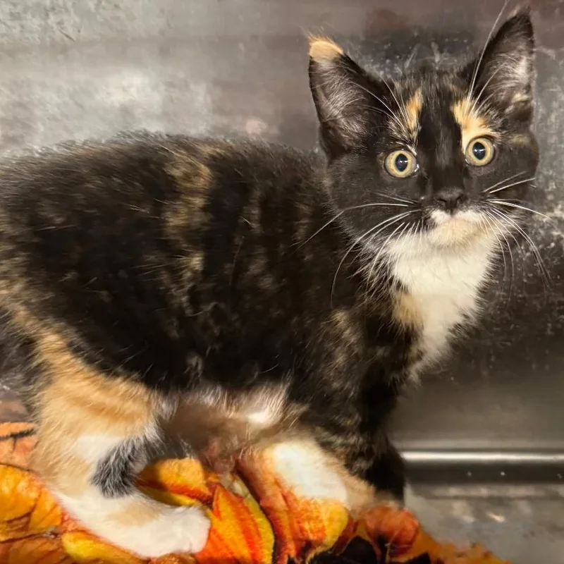 A young small-sized female Tortoiseshell Domestic Short Hair cat named Nacho for adoption in Gresham, WI