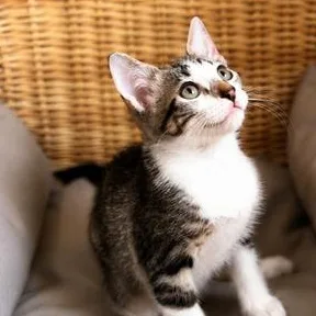 A baby small-sized male Tabby (Brown / Chocolate) Domestic Short Hair cat named Milo for adoption in Liverpool, TX