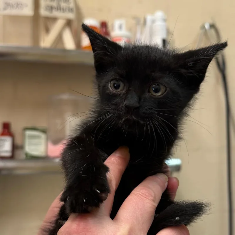 A baby small-sized male Black Domestic Short Hair cat named Spooks for adoption in Birmingham, AL