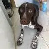 A young medium-sized male Brown / Chocolate Pointer dog named Cash for adoption in West Palm Beach, FL
