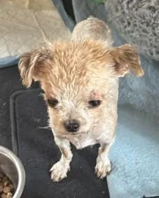 An adult small-sized male Apricot / Beige Maltese dog named Bo for adoption in Waldport, OR