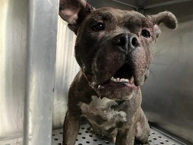 A young medium-sized female Mixed Breed dog named Julie for adoption in Dallas, TX