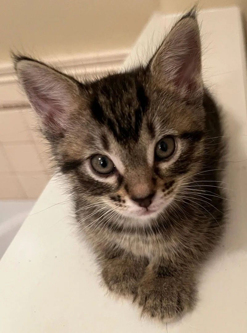 A baby medium-sized male Domestic Short Hair cat named Charm Bonded W Hex for adoption in San Jose, CA