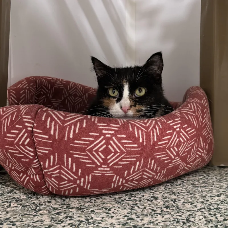 An adult medium-sized female Calico Domestic Short Hair cat named Aneta for adoption in Richland Center, WI