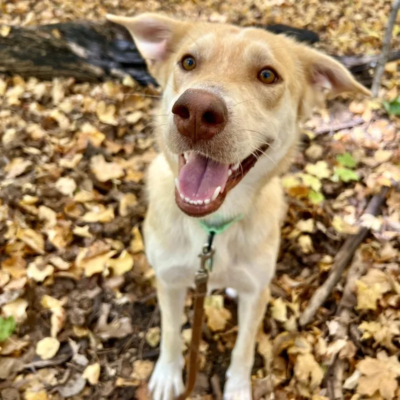 A young medium-sized female Mixed Breed dog named Mystery for adoption in Buffalo, MN