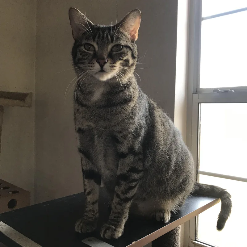 An adult large-sized female Gray / Blue / Silver Domestic Short Hair cat named Momma Milly for adoption in Choctaw, OK