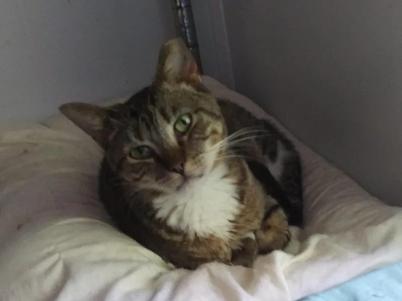 An adult medium-sized female Domestic Short Hair cat named Crystal for adoption in Port Wentworth, GA