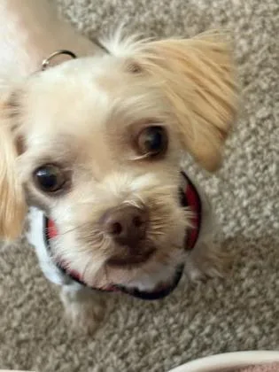 An adult small-sized male Shih Tzu dog named Cody for adoption in Oak Creek, WI