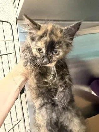 A baby small-sized female Domestic Long Hair cat named Mystique for adoption in Westland, MI