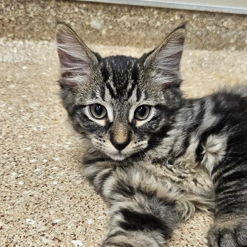 A baby small-sized male Brown / Chocolate Domestic Medium Hair cat named "Tamale" for adoption in Sonoma, CA