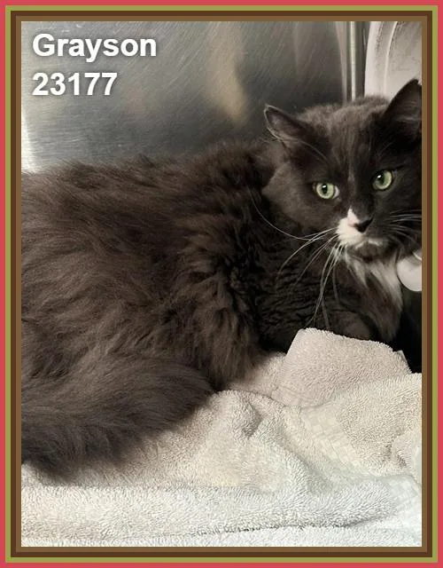 A senior large-sized male Domestic Long Hair cat named Grayson for adoption in Marietta, GA