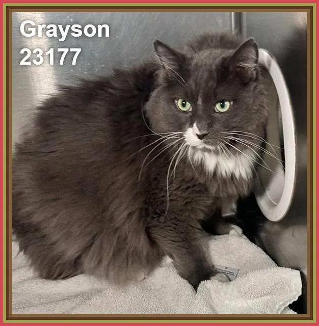 Grayson thumbnail 2