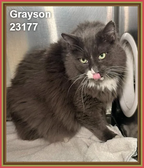 Grayson thumbnail 3