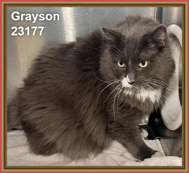 Grayson thumbnail 4