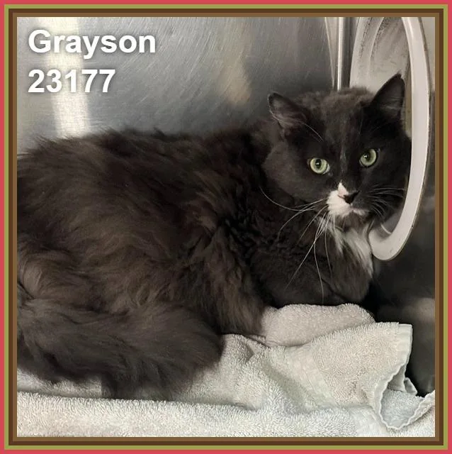 Grayson thumbnail 5