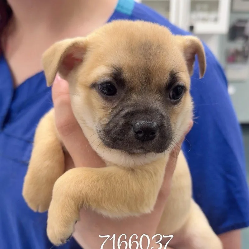 A baby small-sized female Chihuahua dog named Ribbon for adoption in Chico, CA